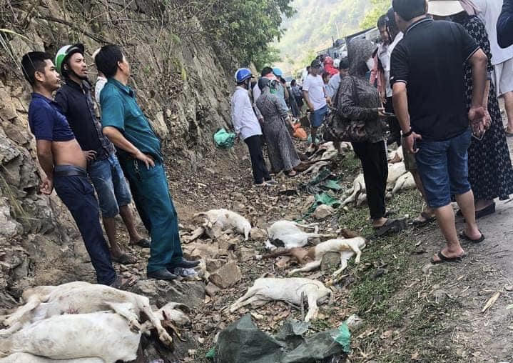 Xe chở dê bị lật ở Quảng Trị, người dân kêu gọi mua 'giải cứu'