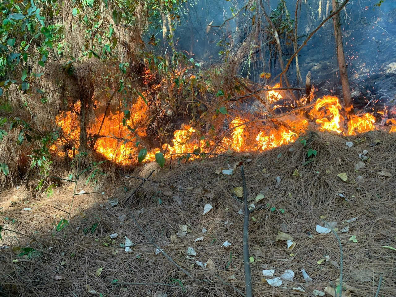 Xuyên đêm cắt đường băng cản lửa, khống chế đám cháy rừng trồng ở Quảng Bình