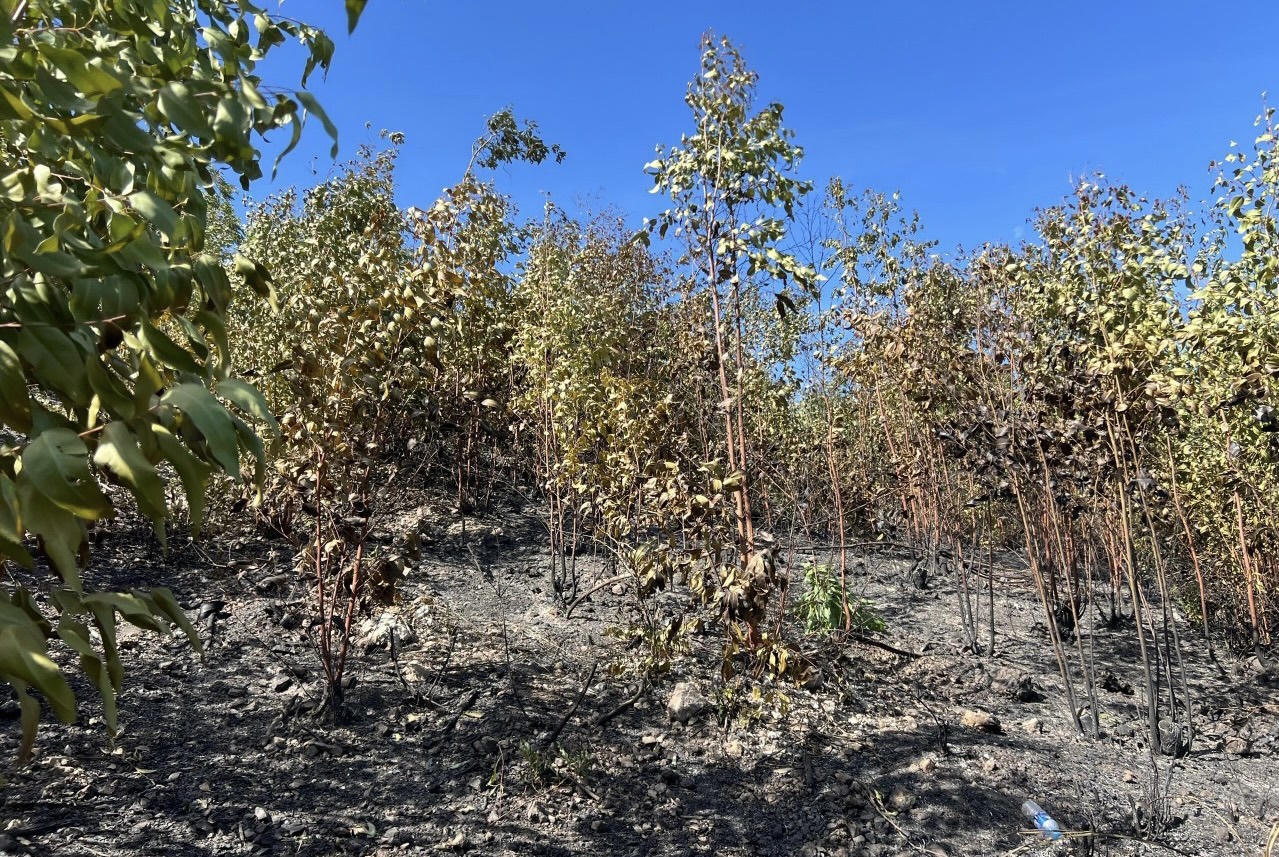 Đã khống chế được đám cháy rừng trồng tại Quảng Bình