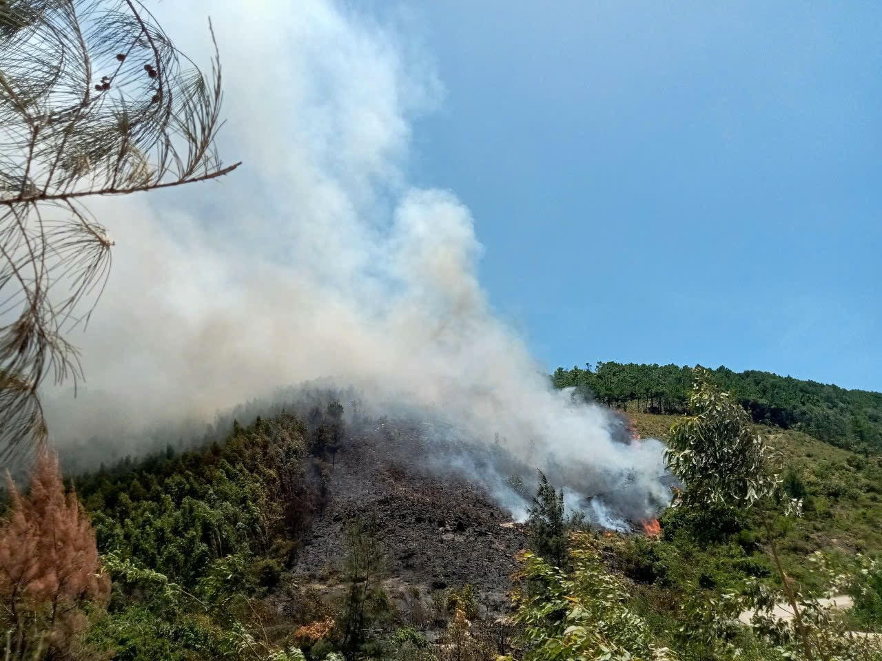 Đã khống chế được đám cháy rừng trồng tại Quảng Bình