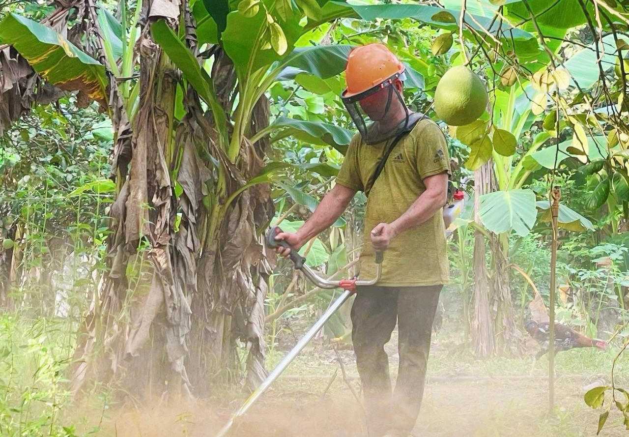 Thanh trà xứ Huế mất mùa, người trồng lao đao