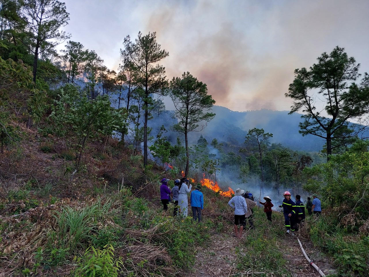 Đã khống chế vụ cháy rừng thông ở Đèo Ngang (Quảng Bình)