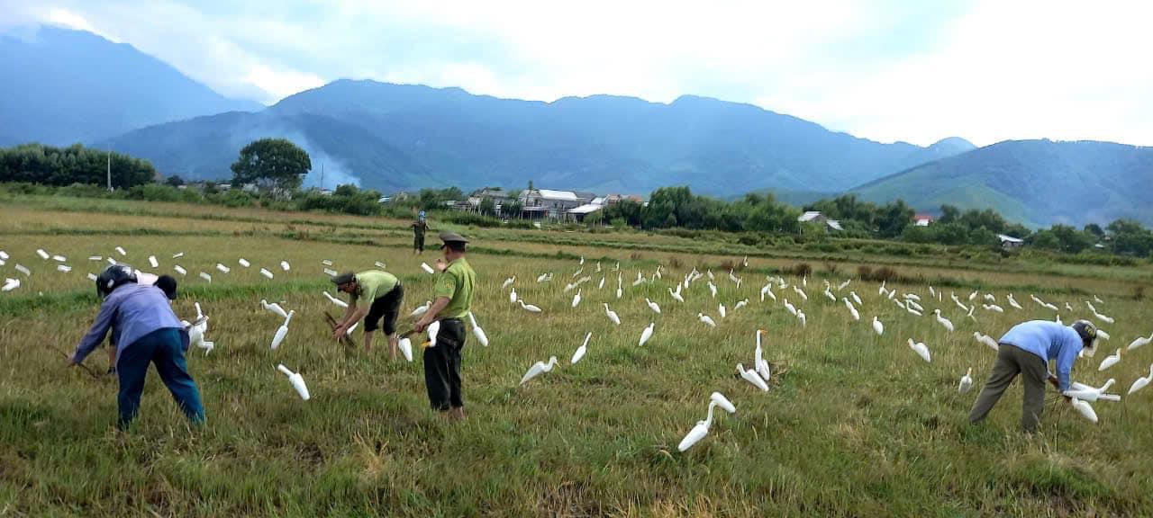 Tháo dỡ ‘ma trận’ bẫy chim trời mùa di cư