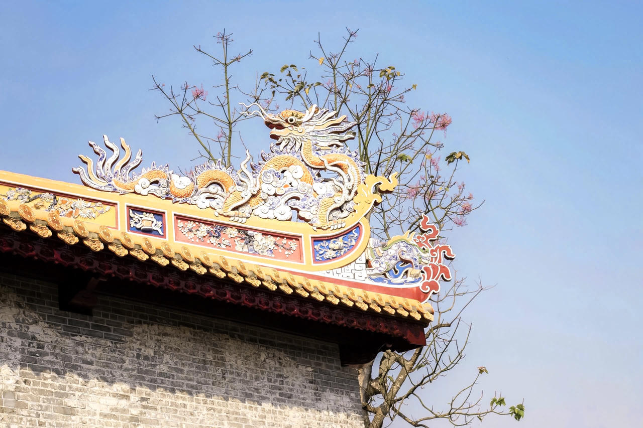 Ngô đồng khoe sắc dưới nắng hè Cố đô