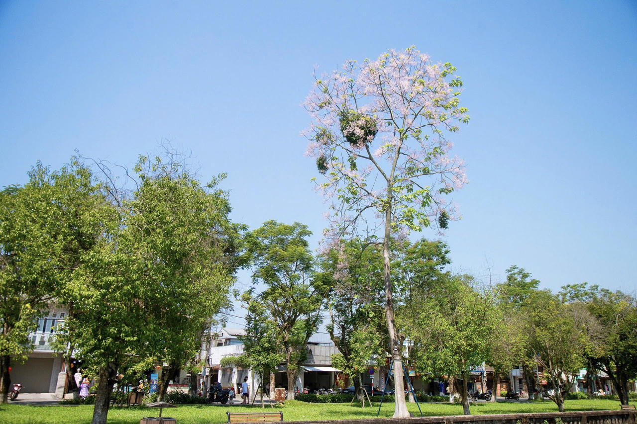 Ngô đồng khoe sắc dưới nắng hè Cố đô