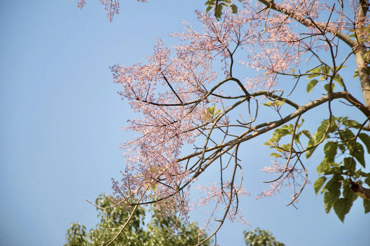 Ngô đồng khoe sắc dưới nắng hè Cố đô