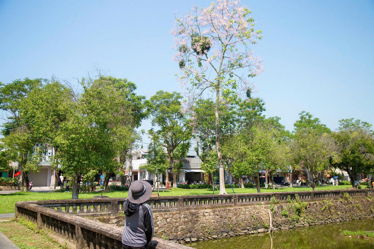 Ngô đồng khoe sắc dưới nắng hè Cố đô