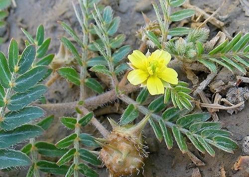 Vô sinh không còn là mối e ngại khi bạn biết tới sản phẩm từ thảo dược Linh Tự Đan