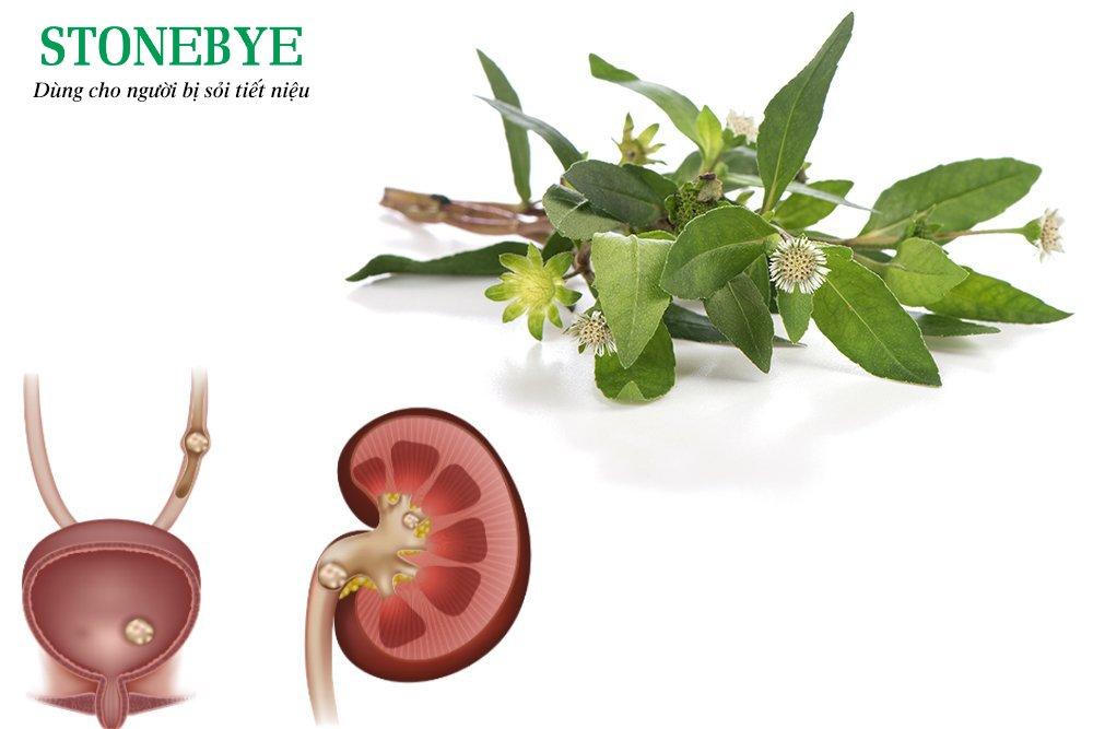 Thuốc nam chữa sỏi thận, sỏi tiết niệu – Dùng ra sao để tránh tiền mất tật mang?