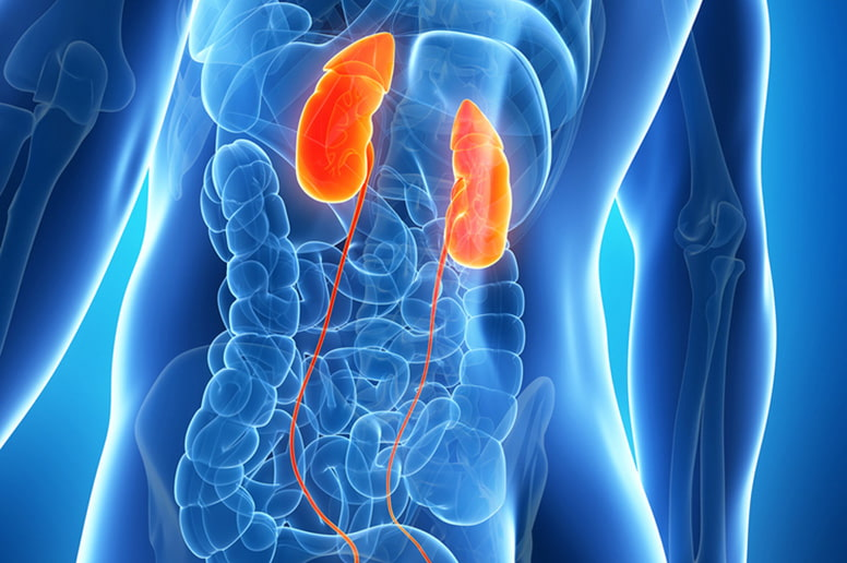 Ích Thận Vương - Giải pháp từ thảo dược giúp cải thiện bệnh thận an toàn, hiệu quả