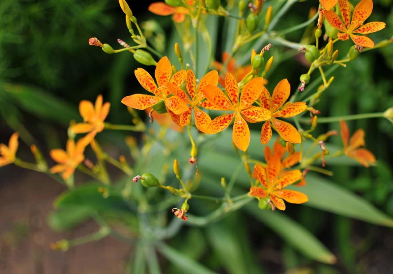 Đột phá từ thảo dược giúp khắc phục hạt xơ dây thanh hiệu quả, an toàn