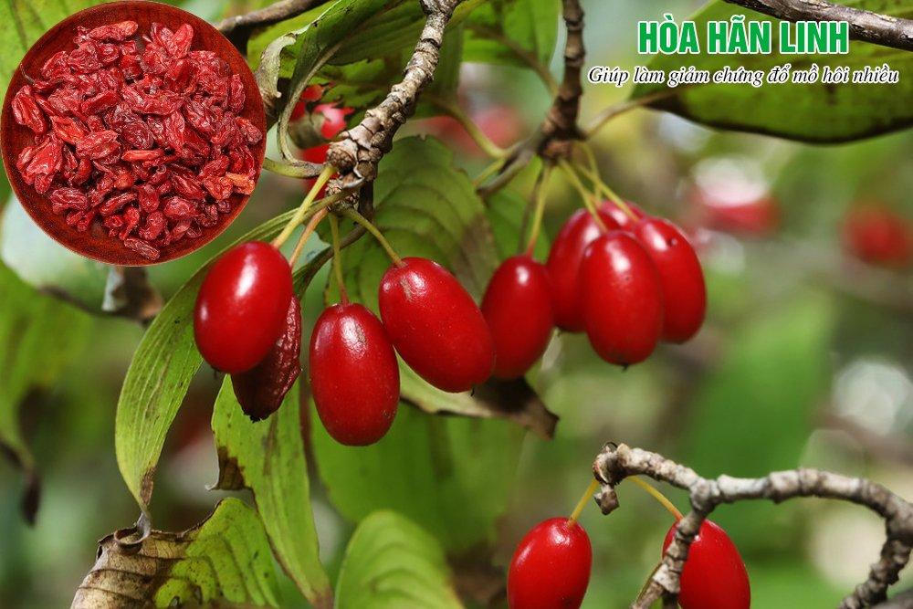 3 vị thuốc nam chữa bệnh ra mồ hôi nhiều được khoa học kiểm chứng