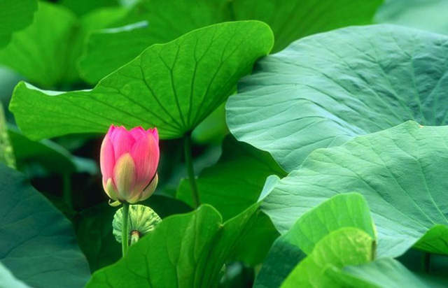 Hỗ trợ kiểm soát máu nhiễm mỡ nhờ sản phẩm thảo dược Lipidcleanz