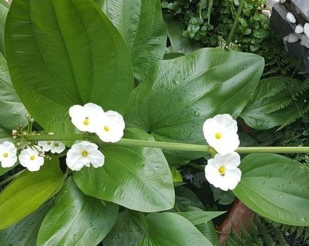 Chế độ ăn cho người bị gút và lợi ích khi dùng Hoàng Thống Phong 