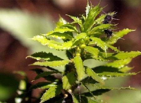 Alzheimer không nguy hiểm nếu bạn biết tới thảo dược này!