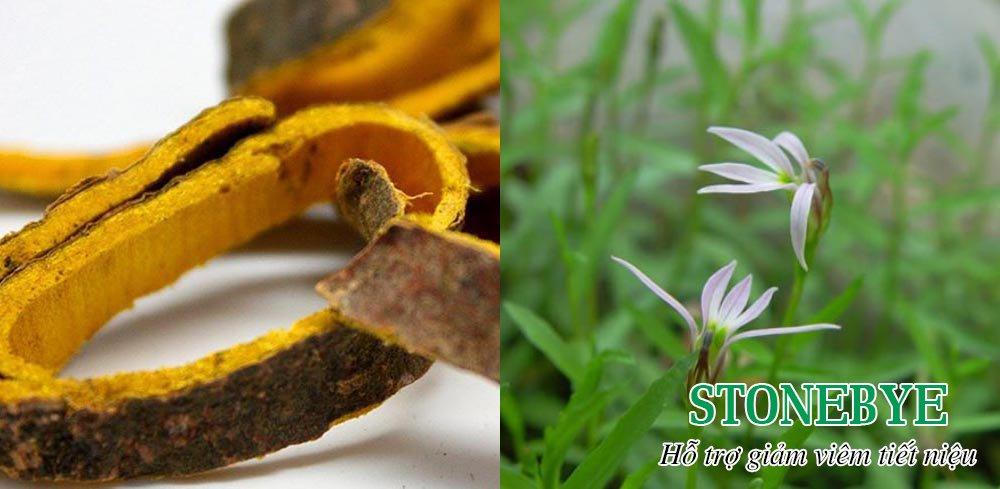 Dùng kháng sinh chữa viêm đường tiết niệu – Làm sao để không bị kháng thuốc?