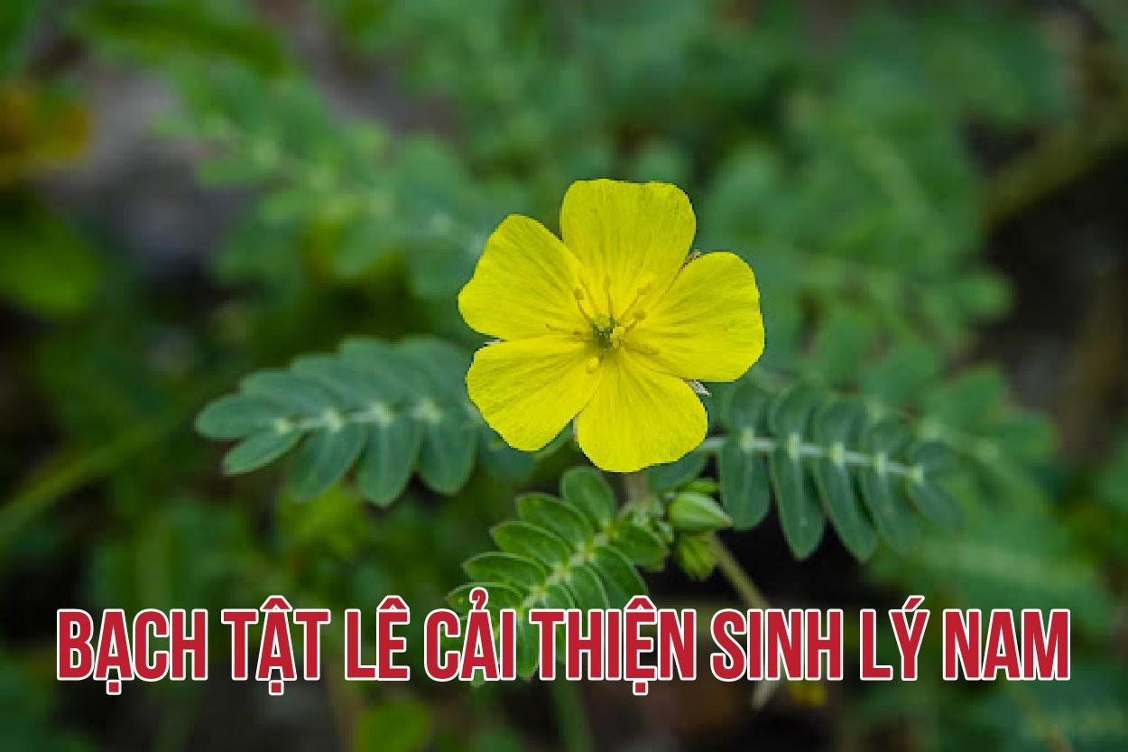 Linh Tự Đan - Giải pháp cải thiện sinh lý nam, hỗ trợ ngăn ngừa vô sinh hiếm muộn