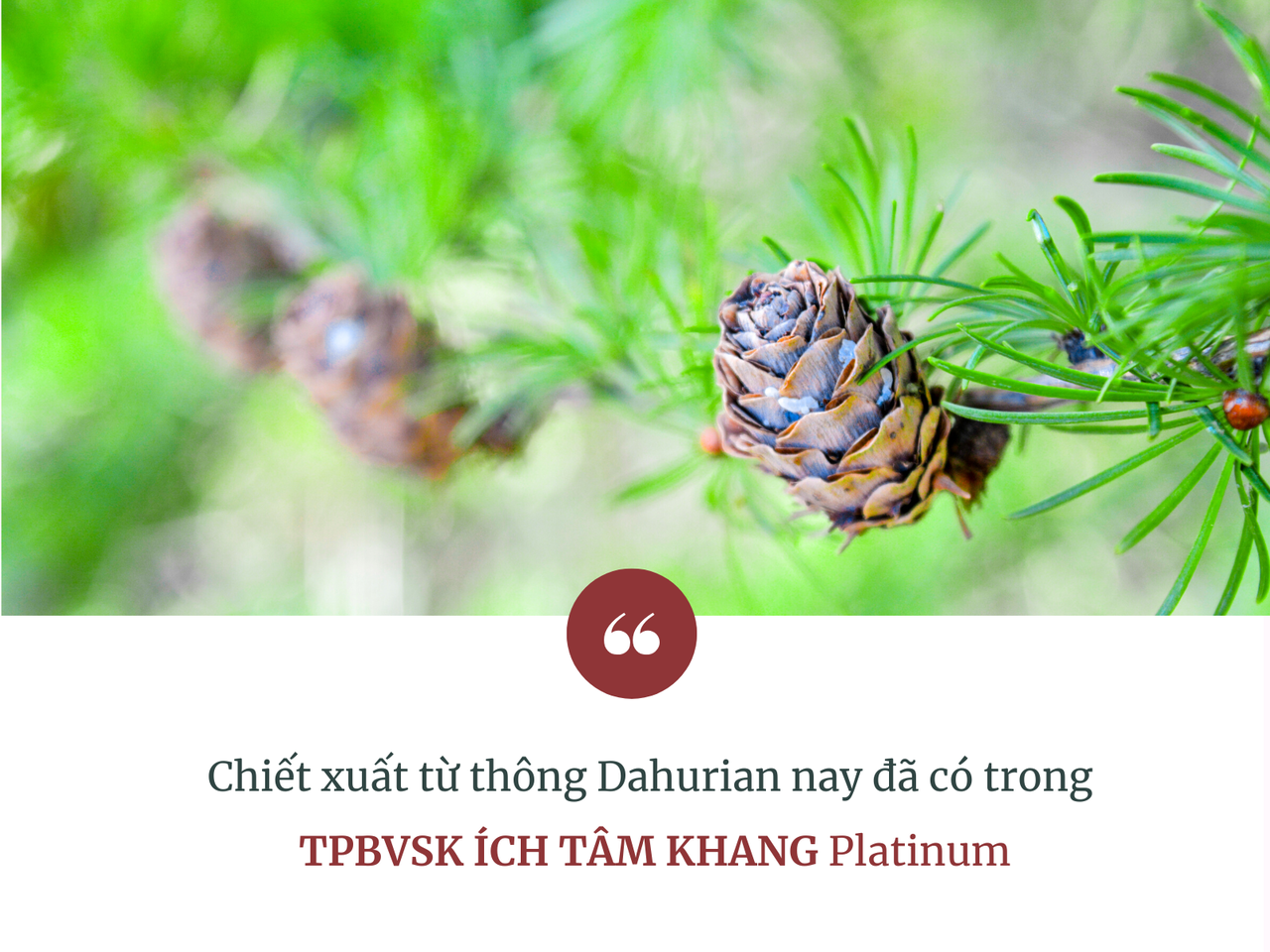 Nhận biết triệu chứng nhồi máu cơ tim và bí quyết phòng ngừa từ chiết xuất thông Dahurian