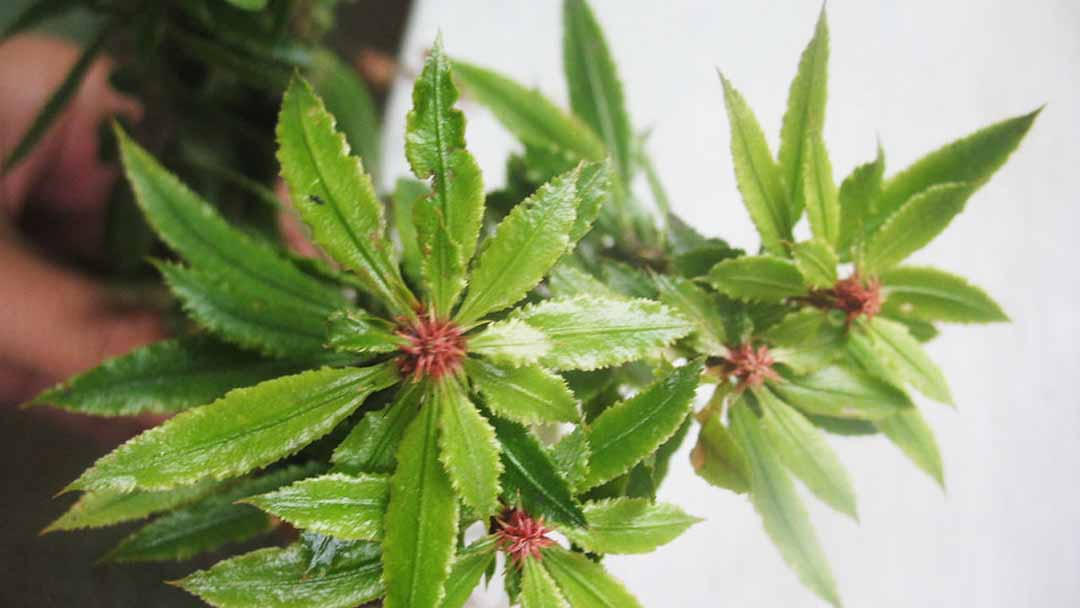 Giải pháp mới cải thiện triệu chứng run tay từ Kinh Vương Não Bộ