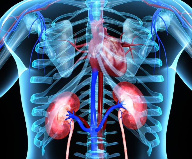 Top 5+ nguyên nhân suy thận và cách hỗ trợ kiểm soát nhờ Ích Thận Vương