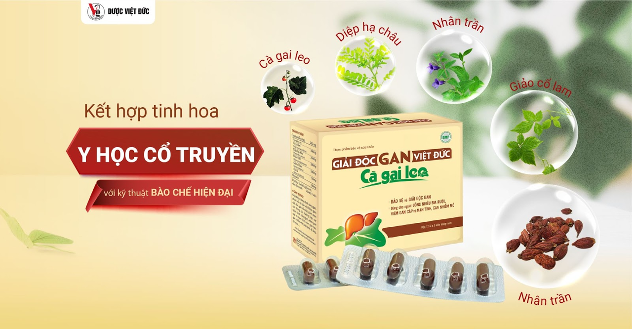 Giải độc gan Việt Đức Cà gai leo - Giải pháp vàng cho lá gan khỏe mạnh