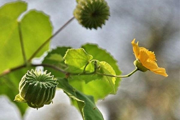 Viên uống Kim Thính - Giải pháp cho người bị ù tai kéo dài