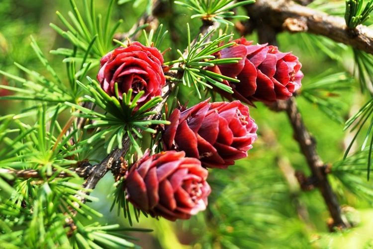 Thực phẩm tốt cho người thiểu năng mạch vành và giải pháp hỗ trợ từ thông Dahurian