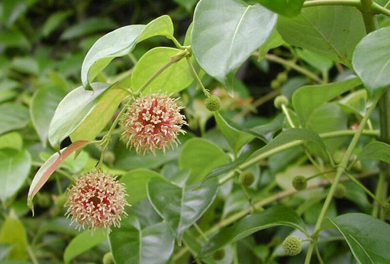 Cách hỗ trợ giảm run hiệu quả với Vương Lão Kiện