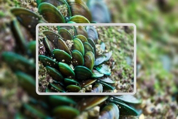 Bệnh thoái hoá cột sống thắt lưng L4 L5 và giải pháp từ Cốt Thoái Vương