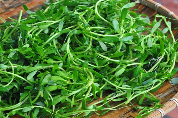 Trị nhiệt miệng tại nhà đơn giản mà hiệu quả cao 