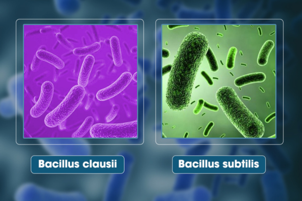 Subavax - Bí quyết bổ sung lợi khuẩn hô hấp cho trẻ, đẩy lùi bệnh hô hấp