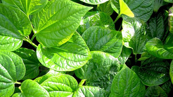 Cách chữa thoát vị đĩa đệm hiện nay và giải pháp từ Cốt Thoái Vương