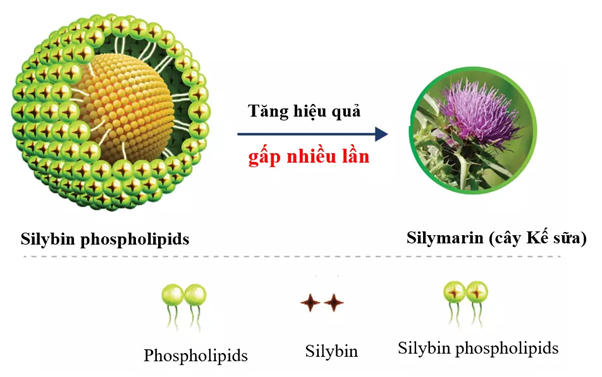 Ganliver giúp cải thiện viêm gan, hỗ trợ ngăn chặn xơ gan hiệu quả