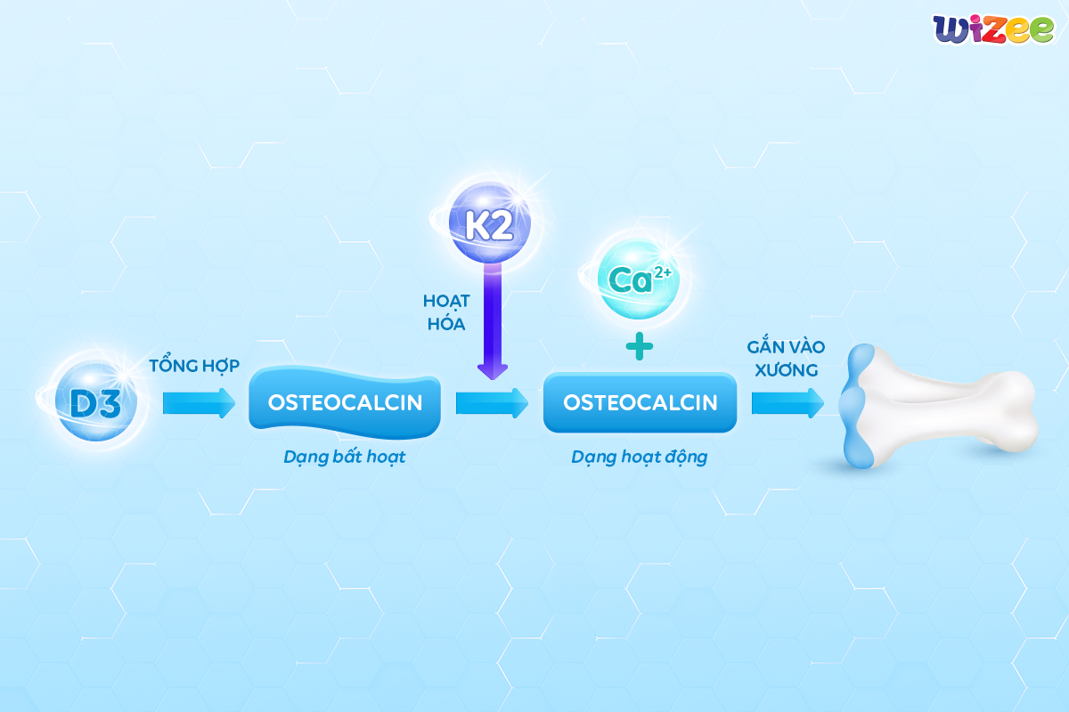 Nhỏ giọt Wizee D3K2 - Bí quyết hỗ trợ tăng cường hấp thu canxi hiệu quả cho trẻ