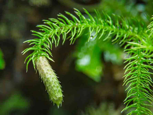 Teo não là bệnh gì, tuổi thọ của người bị teo não ra sao?