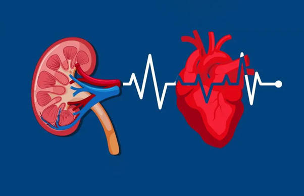 Phòng ngừa suy thận gây nhồi máu cơ tim từ Ích Thận Vương