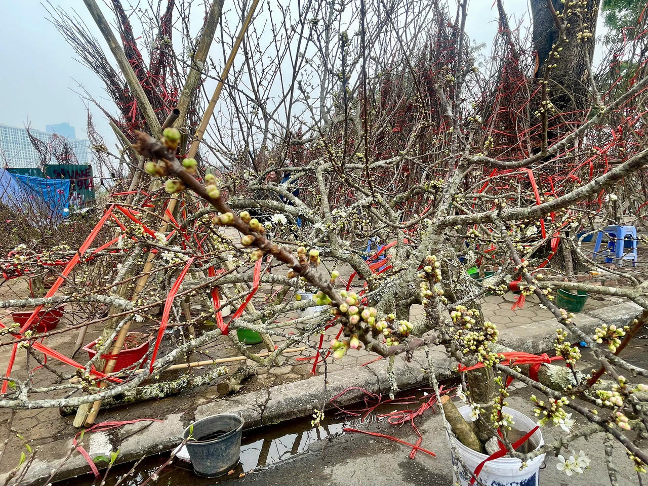 Giá đào, quất Tết 2025 tăng cao, người dân 'đắn đo' chờ lương, thưởng Tết