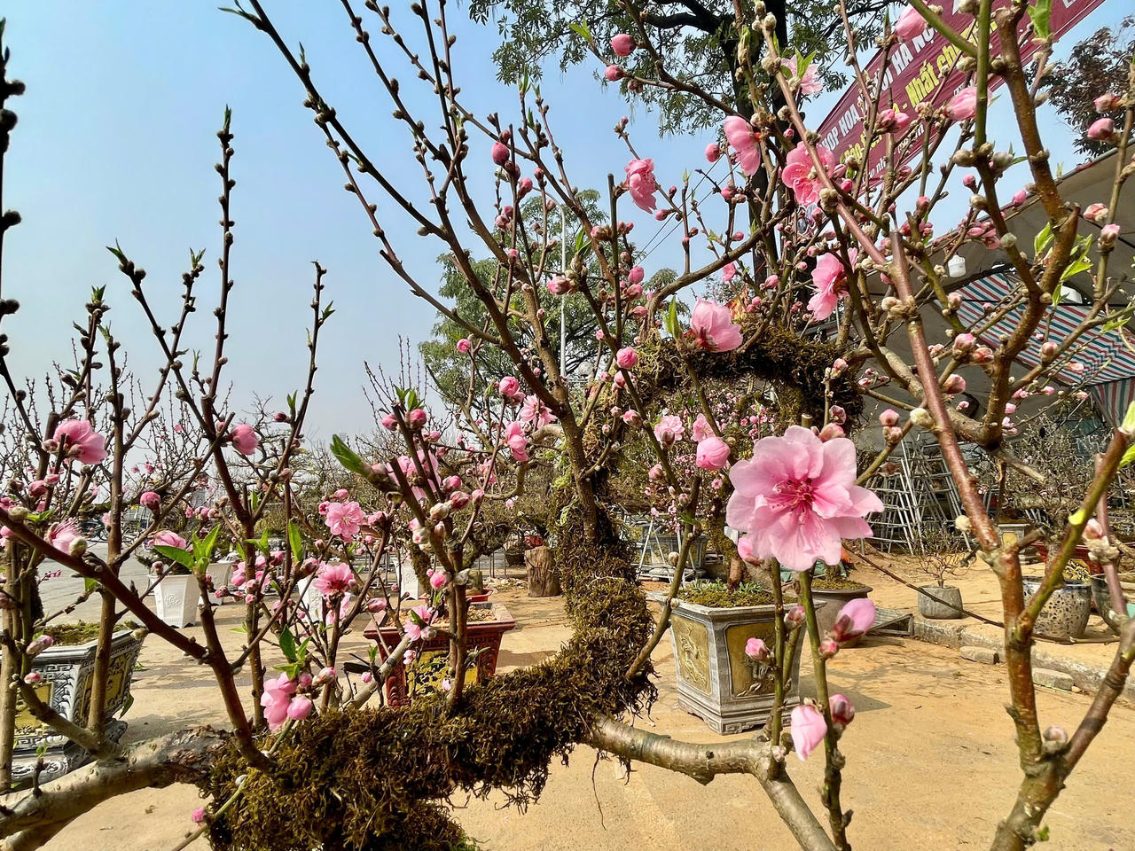 Giá đào, quất Tết 2025 tăng cao, người dân 'đắn đo' chờ lương, thưởng Tết