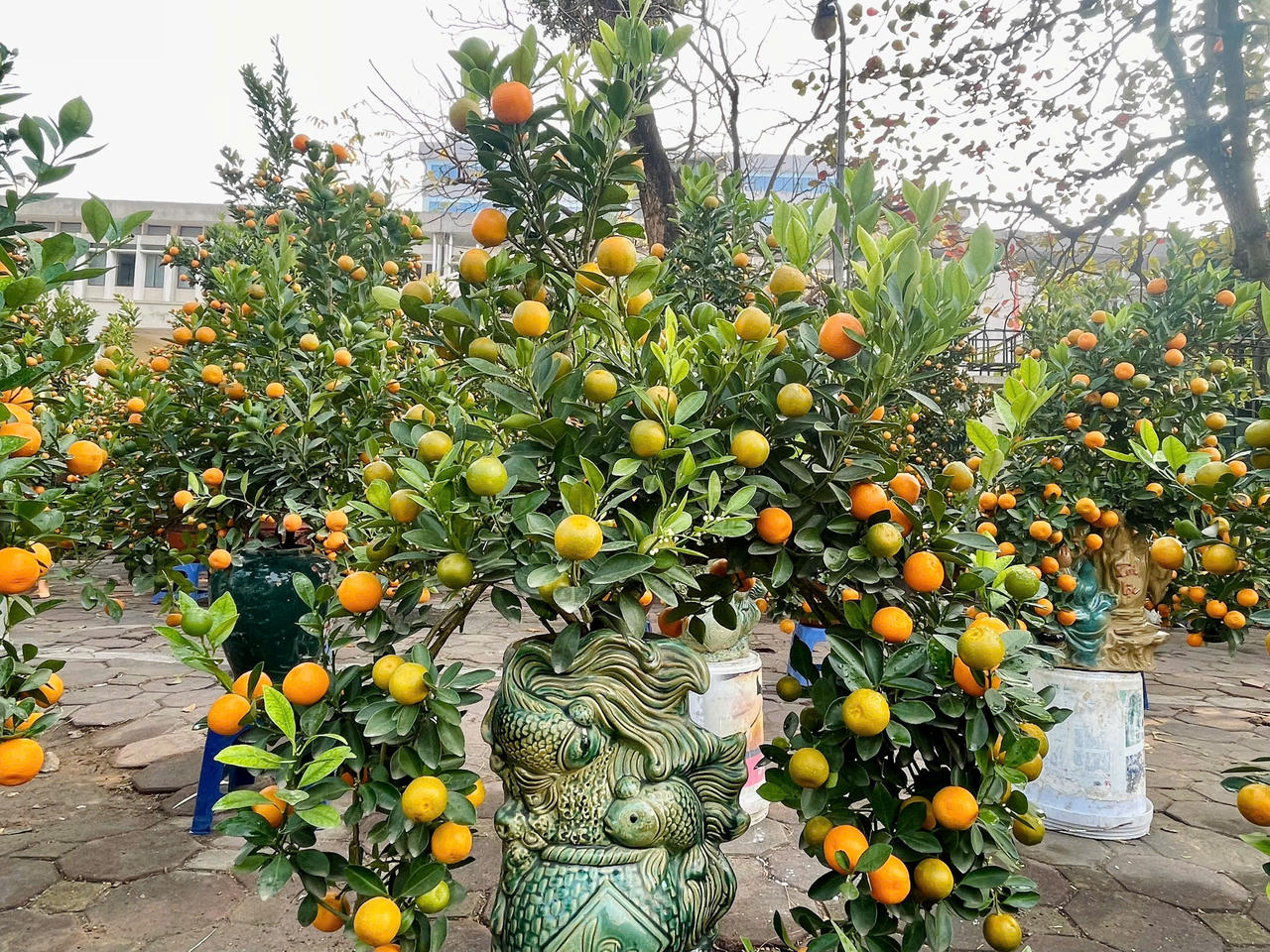 Giá đào, quất Tết 2025 tăng cao, người dân 'đắn đo' chờ lương, thưởng Tết