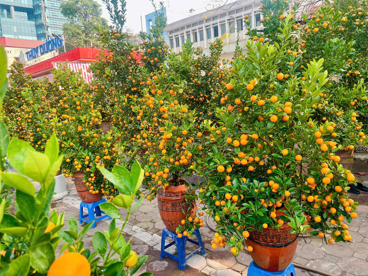 Giá đào, quất Tết 2025 tăng cao, người dân 'đắn đo' chờ lương, thưởng Tết