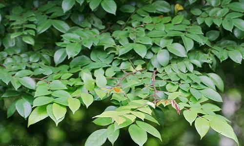 Mề đay ở trẻ em phải làm sao?