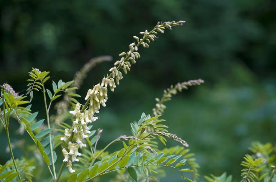 Tim đập nhanh có nguy hiểm không và giải pháp hỗ trợ cải thiện từ thảo dược 