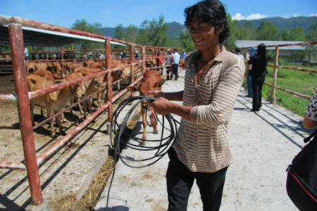 Maritime Bank tặng 370 con bò cho đồng bào khó khăn