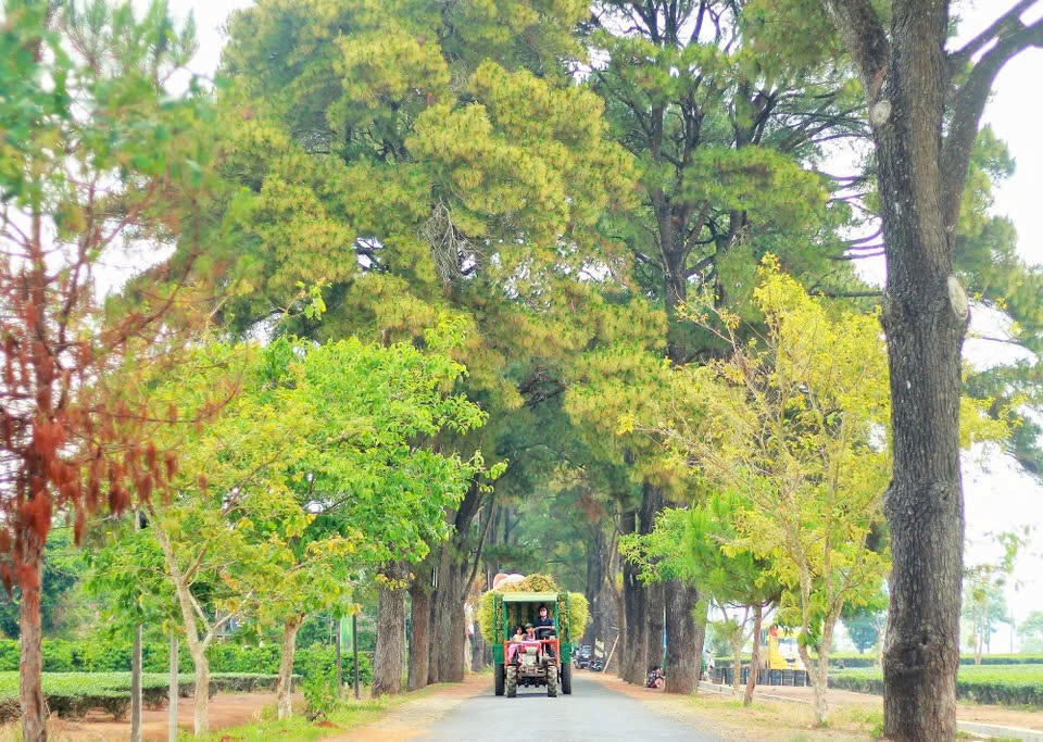 Sẽ tổ chức Giải Half Marathon 'Đánh thức vùng quê Chư Păh – Hành trình kết nối núi và hoa'