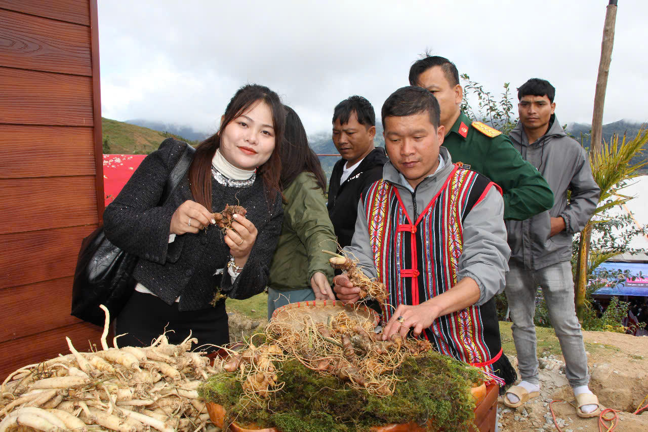 Nâng tầm giá trị sâm Ngọc Linh