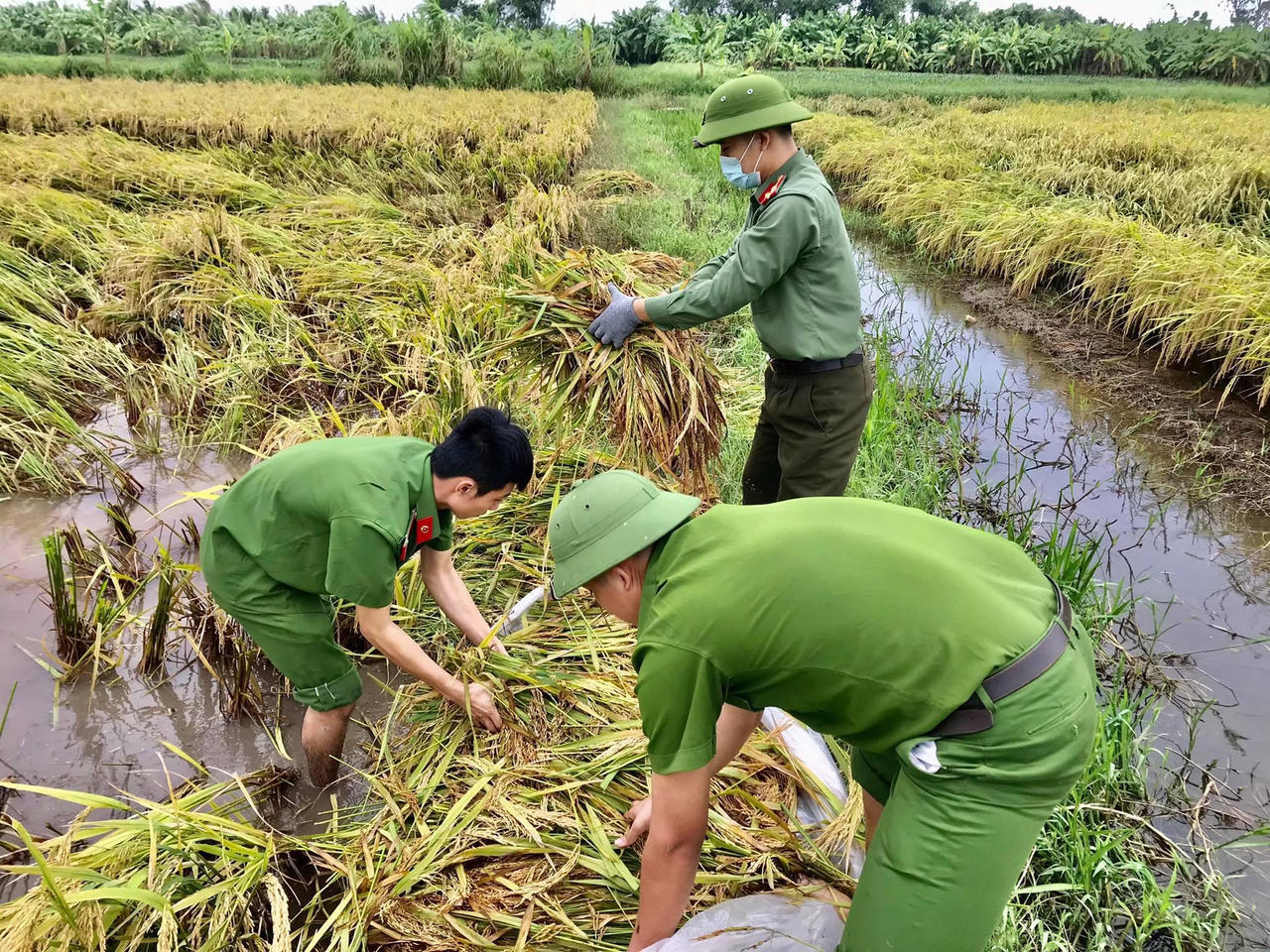 Hình ảnh đoàn viên Công an tỉnh Thái Bình xuống đồng gặt lúa giúp dân