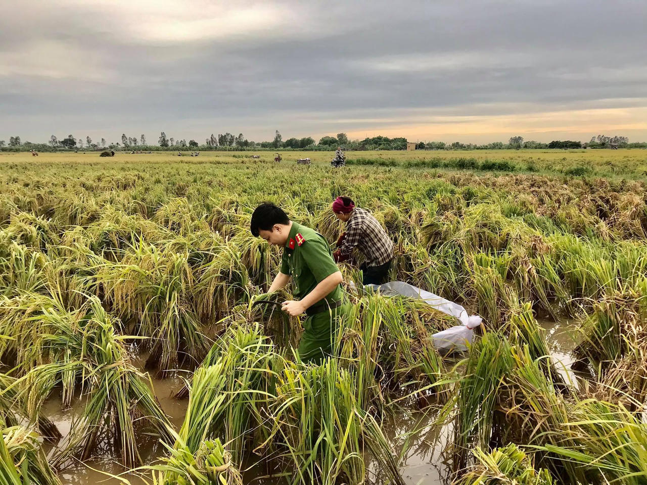 Hình ảnh đoàn viên Công an tỉnh Thái Bình xuống đồng gặt lúa giúp dân