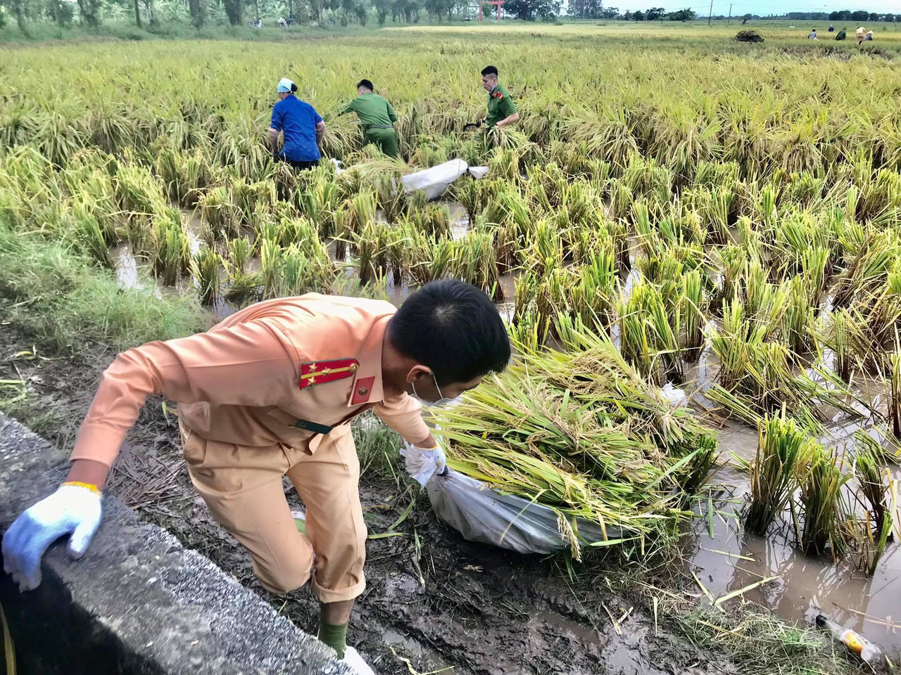 Hình ảnh đoàn viên Công an tỉnh Thái Bình xuống đồng gặt lúa giúp dân