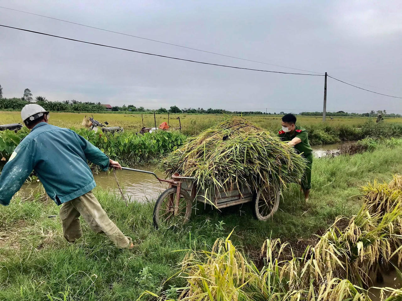 Hình ảnh đoàn viên Công an tỉnh Thái Bình xuống đồng gặt lúa giúp dân