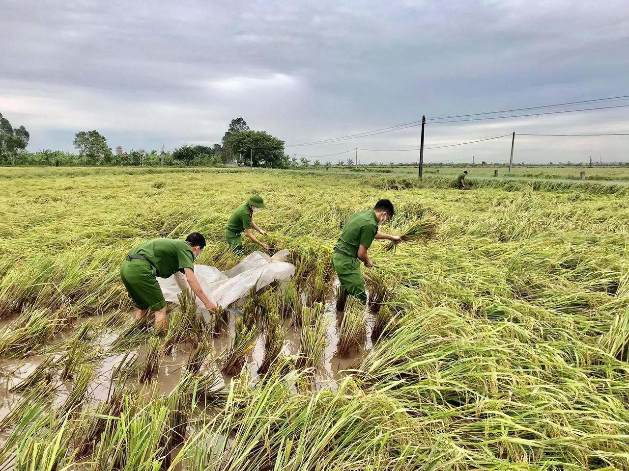 Hình ảnh đoàn viên Công an tỉnh Thái Bình xuống đồng gặt lúa giúp dân